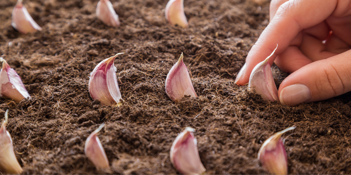Panting Garlic